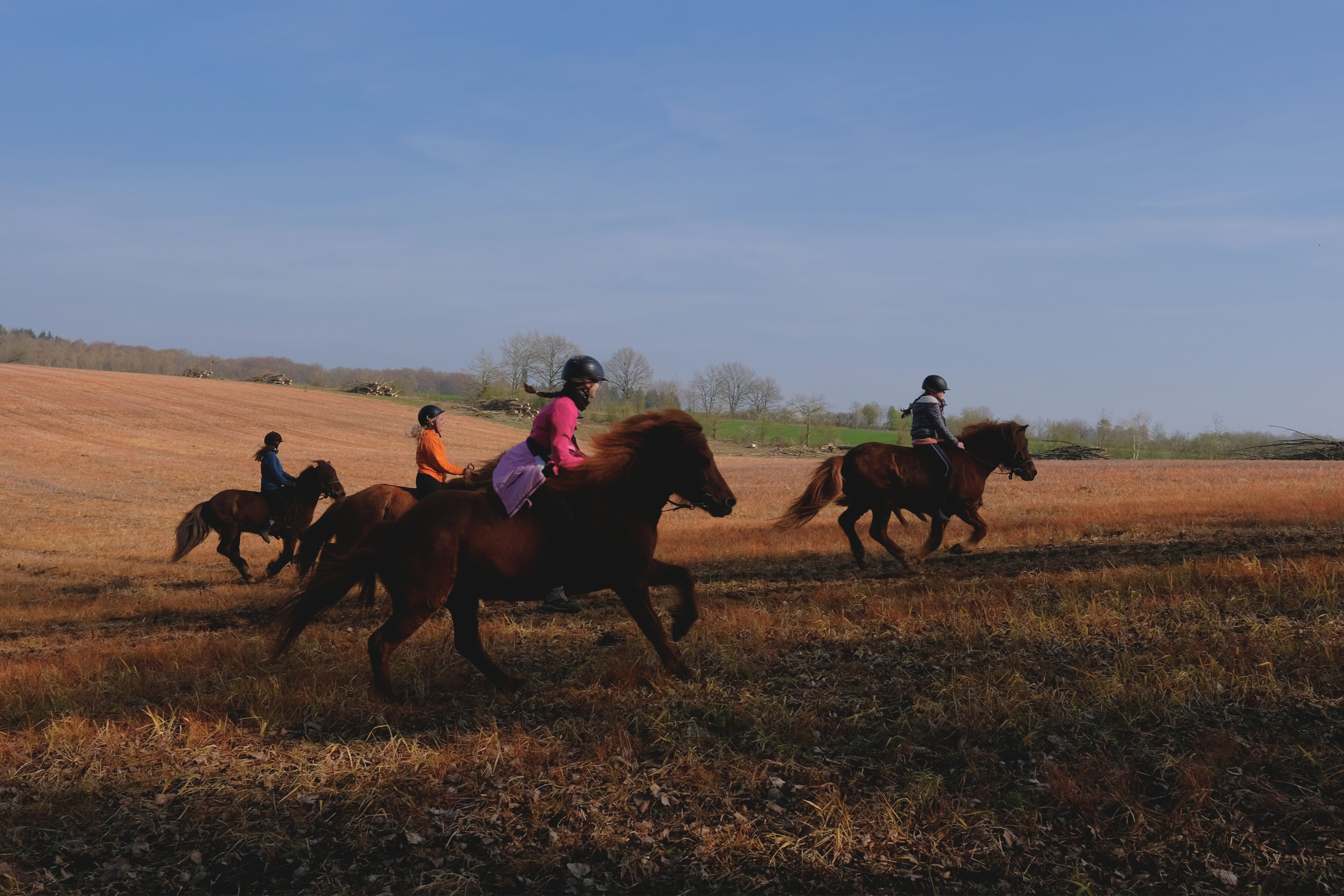 le poney un compagnon pour vivre en pleine nature